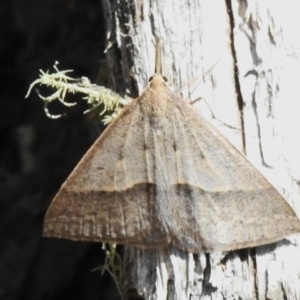 Epidesmia hypenaria at Namadgi National Park - 6 Dec 2023