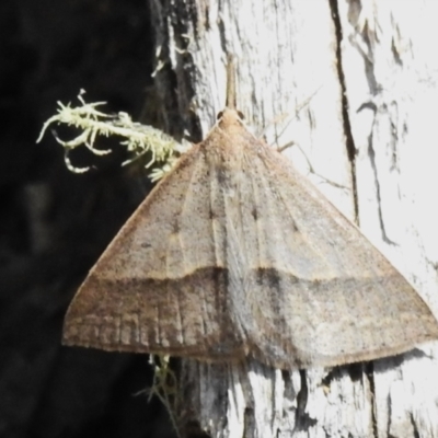 Epidesmia hypenaria (Long-nosed Epidesmia) at Cotter River, ACT - 6 Dec 2023 by JohnBundock