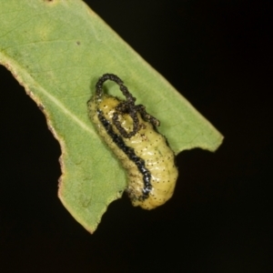 Gonipterus scutellatus at Higgins, ACT - 4 Dec 2023