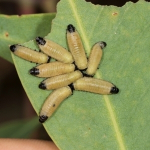 Paropsisterna cloelia at Higgins, ACT - 4 Dec 2023 09:26 AM