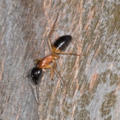 Camponotus consobrinus (Banded sugar ant) at Higgins, ACT - 3 Dec 2023 by AlisonMilton
