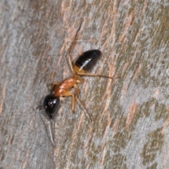 Camponotus consobrinus (Banded sugar ant) at Higgins, ACT - 4 Dec 2023 by AlisonMilton