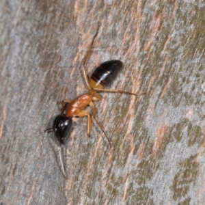 Camponotus consobrinus at Higgins, ACT - 4 Dec 2023 09:24 AM