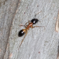 Camponotus consobrinus at Higgins, ACT - 4 Dec 2023 09:24 AM