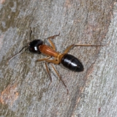 Camponotus consobrinus at Higgins, ACT - 4 Dec 2023 09:24 AM