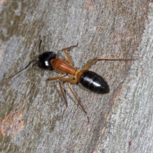 Camponotus consobrinus at Higgins, ACT - 4 Dec 2023 09:24 AM