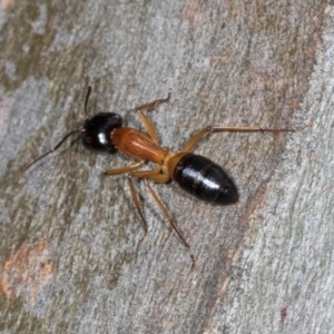 Camponotus consobrinus at Higgins, ACT - 4 Dec 2023