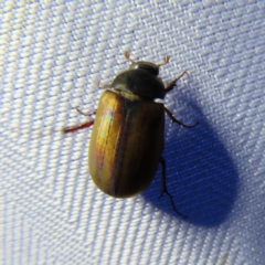 Sericesthis geminata (Pruinose scarab) at Braidwood, NSW - 5 Dec 2023 by MatthewFrawley