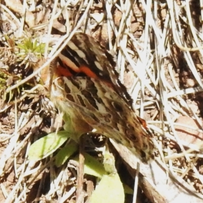 Vanessa kershawi (Australian Painted Lady) at Cotter River, ACT - 6 Dec 2023 by JohnBundock