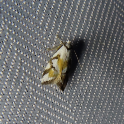 Cosmaresta anarrecta (A Concealer Moth, Wingia Group) at Braidwood, NSW - 5 Dec 2023 by MatthewFrawley
