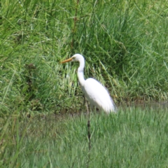 Ardea plumifera (Plumed Egret) at Fyshwick, ACT - 6 Dec 2023 by MatthewFrawley