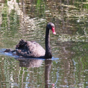 Cygnus atratus at Jerrabomberra Wetlands - 6 Dec 2023