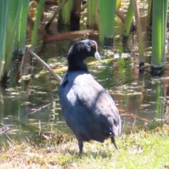 Fulica atra (Eurasian Coot) at Jerrabomberra Wetlands - 6 Dec 2023 by MatthewFrawley