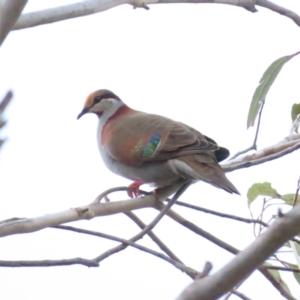 Phaps elegans at Lower Cotter Catchment - 6 Dec 2023 06:47 PM