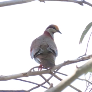 Phaps elegans at Lower Cotter Catchment - 6 Dec 2023 06:47 PM