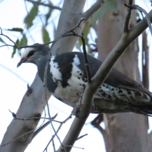 Leucosarcia melanoleuca at Lower Cotter Catchment - 6 Dec 2023