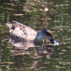 Anas gracilis (Grey Teal) at Fyshwick, ACT - 6 Dec 2023 by MatthewFrawley