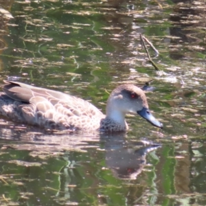 Anas gracilis at Jerrabomberra Wetlands - 6 Dec 2023