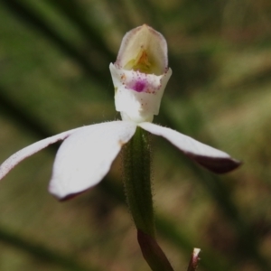 Caladenia moschata at Namadgi National Park - 6 Dec 2023