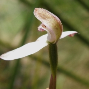 Caladenia moschata at Namadgi National Park - 6 Dec 2023