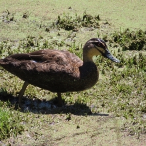 Anas superciliosa at Jerrabomberra Wetlands - 6 Dec 2023