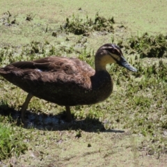 Anas superciliosa (Pacific Black Duck) at Fyshwick, ACT - 6 Dec 2023 by MatthewFrawley