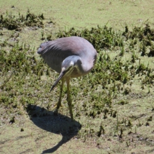 Egretta novaehollandiae at Jerrabomberra Wetlands - 6 Dec 2023