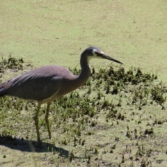 Egretta novaehollandiae at Jerrabomberra Wetlands - 6 Dec 2023