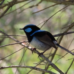 Malurus cyaneus (Superb Fairywren) at Fyshwick, ACT - 6 Dec 2023 by MatthewFrawley