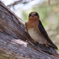 Hirundo neoxena (Welcome Swallow) at Fyshwick, ACT - 6 Dec 2023 by MatthewFrawley