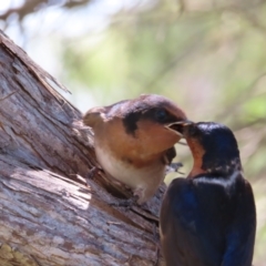 Hirundo neoxena at Jerrabomberra Wetlands - 6 Dec 2023 02:27 PM