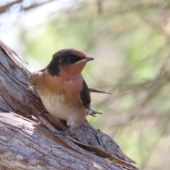 Hirundo neoxena at Jerrabomberra Wetlands - 6 Dec 2023