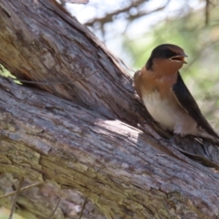 Hirundo neoxena at Jerrabomberra Wetlands - 6 Dec 2023 02:27 PM