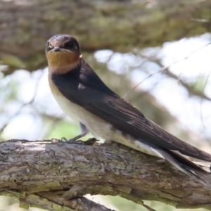 Hirundo neoxena at Jerrabomberra Wetlands - 6 Dec 2023