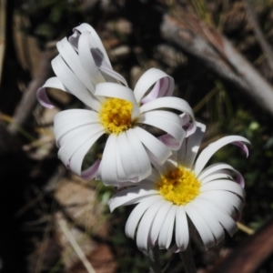 Celmisia tomentella at Namadgi National Park - 6 Dec 2023