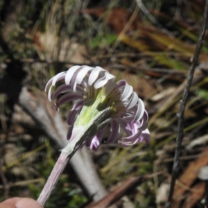 Celmisia tomentella at Namadgi National Park - 6 Dec 2023