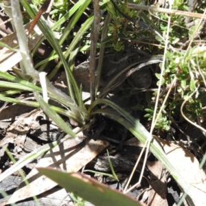 Celmisia tomentella at Namadgi National Park - 6 Dec 2023