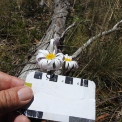 Celmisia tomentella at Namadgi National Park - 6 Dec 2023 12:07 PM