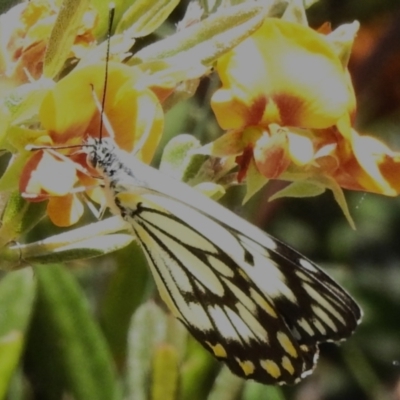 Belenois java (Caper White) at Cotter River, ACT - 6 Dec 2023 by JohnBundock