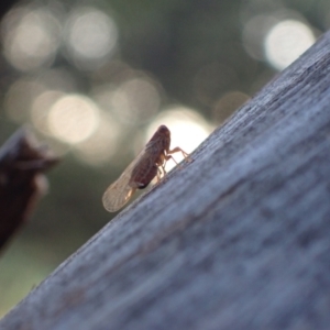 Cixiidae sp. (family) at Murrumbateman, NSW - 2 Dec 2023