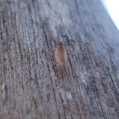 Cixiidae sp. (family) at Murrumbateman, NSW - 2 Dec 2023