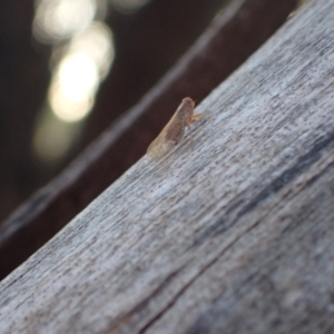 Cixiidae sp. (family) at Murrumbateman, NSW - 2 Dec 2023