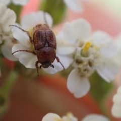 Microvalgus sp. (genus) (Flower scarab) at Murrumbateman, NSW - 3 Dec 2023 by SimoneC