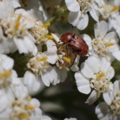 Microvalgus sp. (genus) at Murrumbateman, NSW - 3 Dec 2023