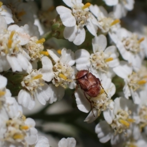 Microvalgus sp. (genus) at Murrumbateman, NSW - 3 Dec 2023