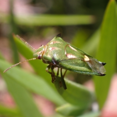 Morna florens (Shield bug) at Murrumbateman, NSW - 3 Dec 2023 by SimoneC