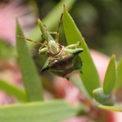 Morna florens at Murrumbateman, NSW - 3 Dec 2023