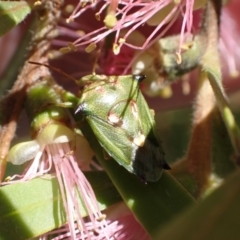 Morna florens at Murrumbateman, NSW - 3 Dec 2023