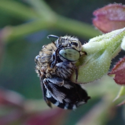 Amegilla (Zonamegilla) asserta (Blue Banded Bee) at Murrumbateman, NSW - 2 Dec 2023 by SimoneC