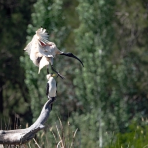 Threskiornis molucca at Evatt, ACT - 3 Dec 2023